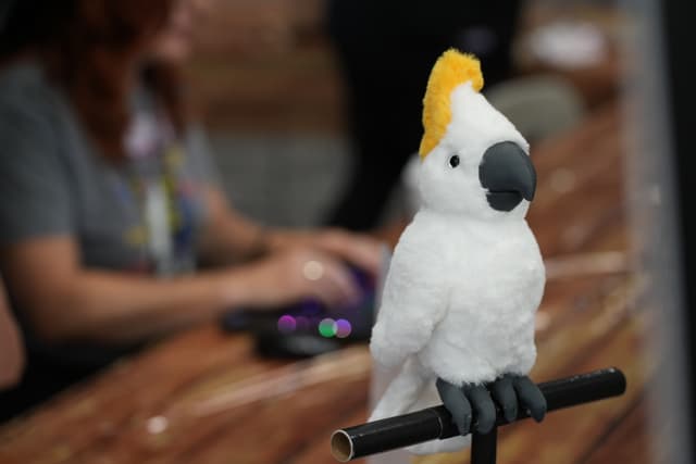 A white cockatoo with a yellow crest perched on a black bar, with a blurred background of a person using a laptop